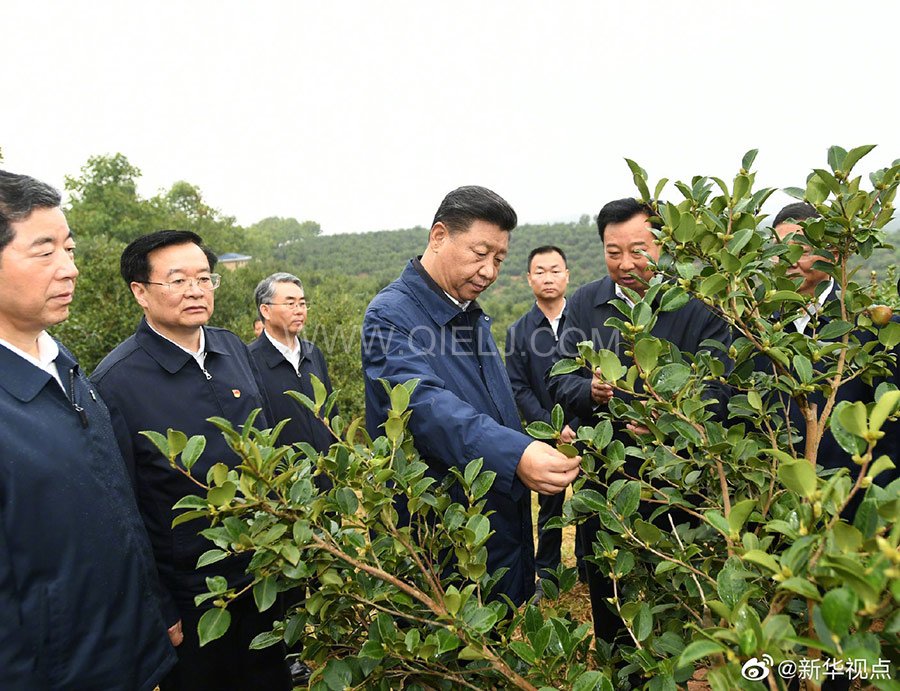 光山油茶籽榨油設(shè)備，山茶籽油榨油機(jī)廠家(圖1)