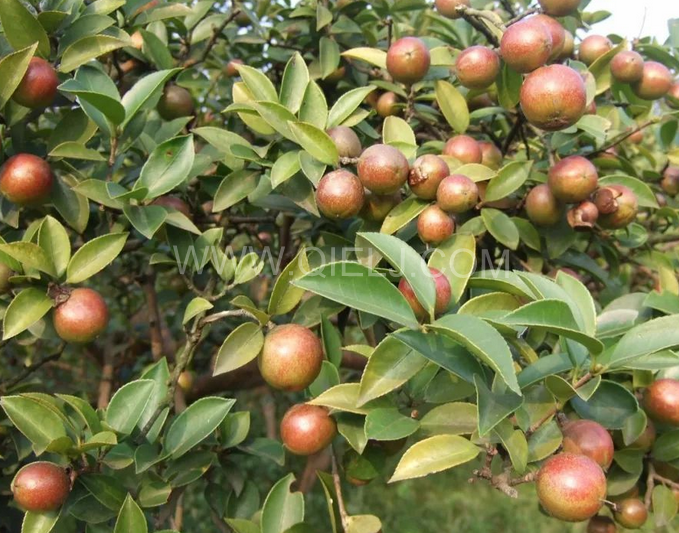 茶籽油壓榨設(shè)備認準企鵝機械，性能穩(wěn)定操作便利(圖1)